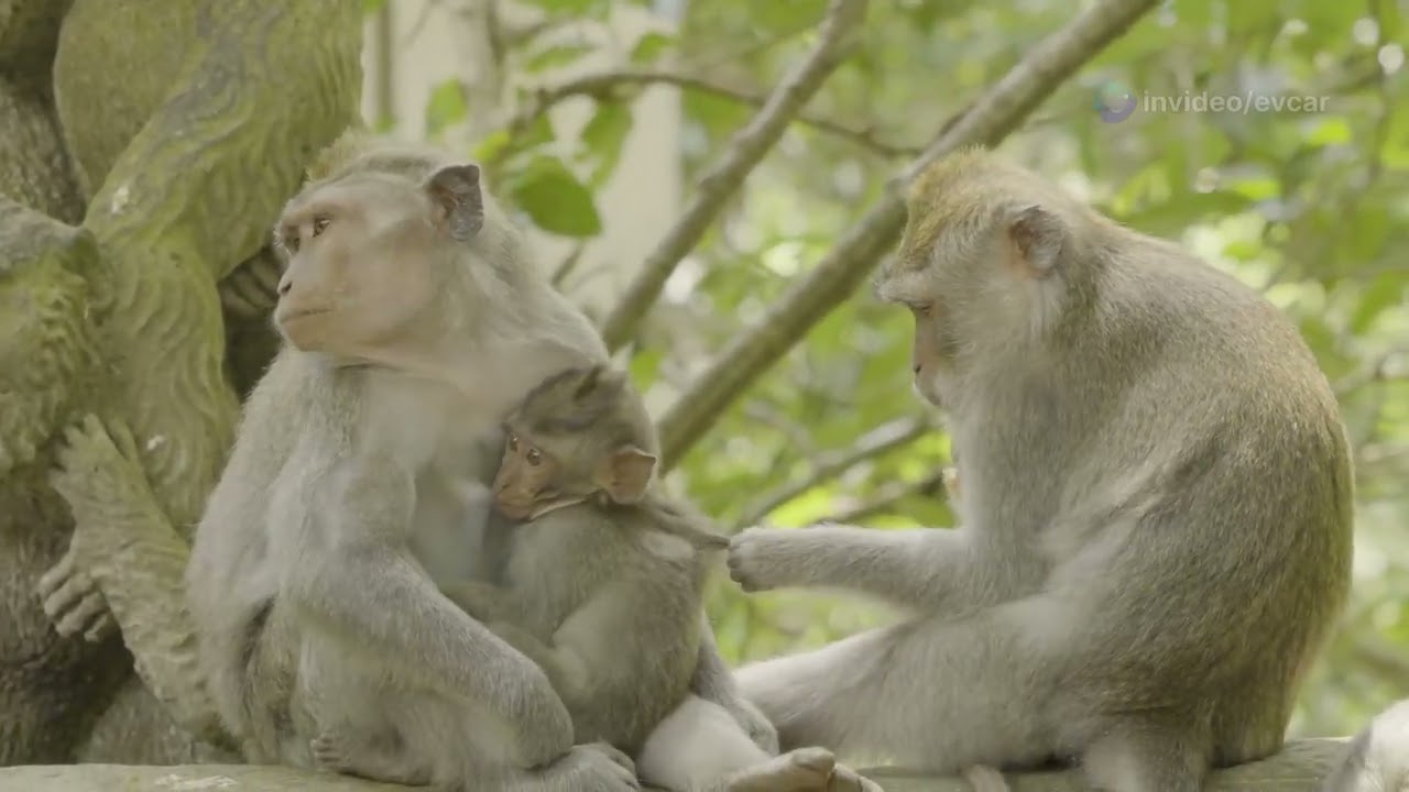 Exploring Equatorial Guinea’s Rainforest: The Diverse Land Animals of the Jungle 