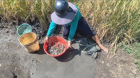 Giải cứu cá rô đồng mắc cạn (T137) 