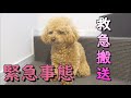 【緊急搬送】愛犬が急に悲鳴を上げて歩かなくなりました