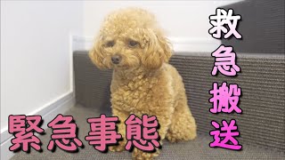 【緊急搬送】愛犬が急に悲鳴を上げて歩かなくなりました