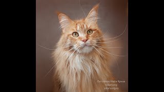 Gella SolarSong, кошка,  красный мрамор