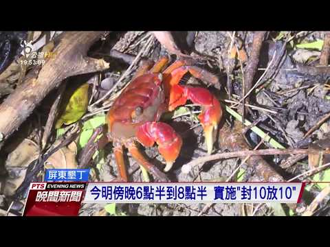墾丁護陸蟹 首度啟動「帆布蟹牆」封路 2017 0807 公視晚間新聞