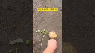 감자꽃 딴다? 안딴다? 정확한 답변을 드립니다. #감자 #감자농사잘짓는법 #감자크게키우는법