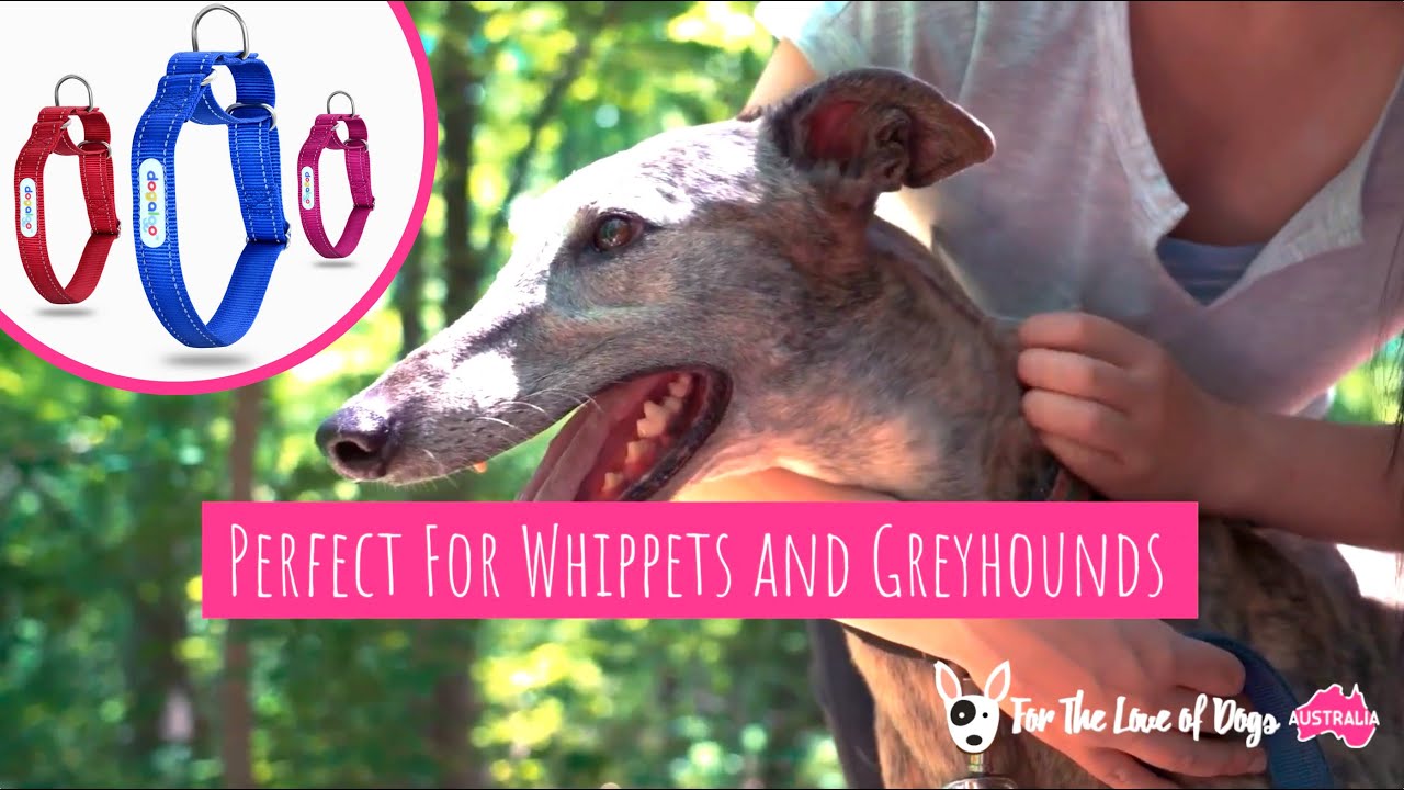 Greyhound Collars For Australian Dogs YouTube