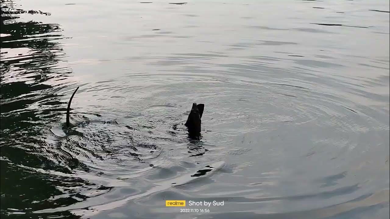 Monitor Lizard Mating Neyyar wildlife sanctuary Kerala India Part 7