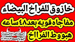 اسعار الفراخ البيضاء اليوم/ سعر الفراخ البيضاء اليوم الجمعه ٣-١١-٢٠٢٣ في مصر