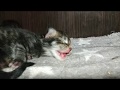 МЯУКАНЬЕ МЕЙН КУН НОВОРОЖДЕННЫЕ КОТЯТА МЯУКАЮТ 😻 Большие Кошки Maine Coon Kitten Meowing 1 Weeks