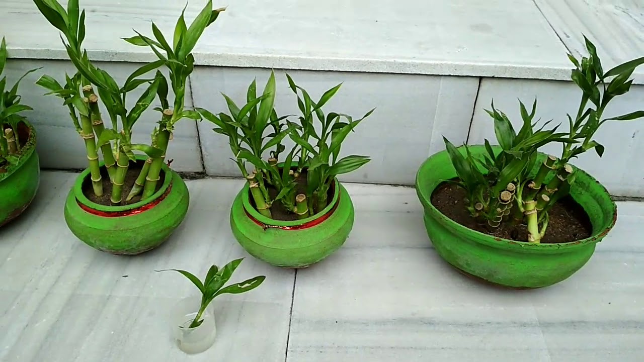 Lucky Bamboo care hindi YouTube
