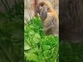 Thả thỏ về vườn :)) - youtube
