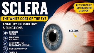 Anatomy and physiology of sclera ( in hindi) 👀