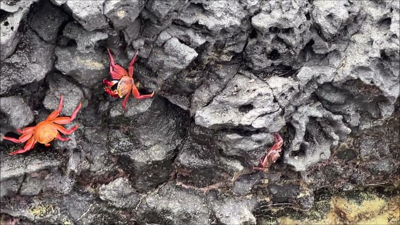 Galapagos Sally Lightfoot Crab