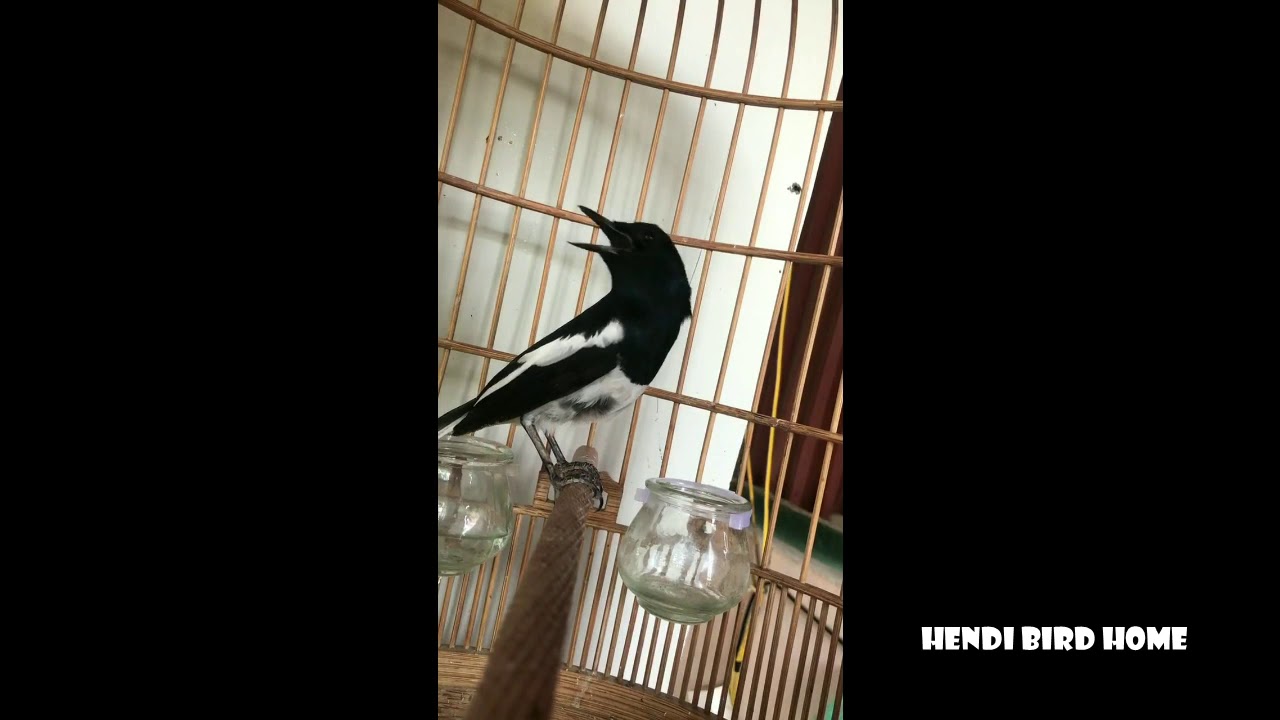 KACER Kamu Pasti Langsung NYAUT Dengar Kicauan KACER GACOR Ini 