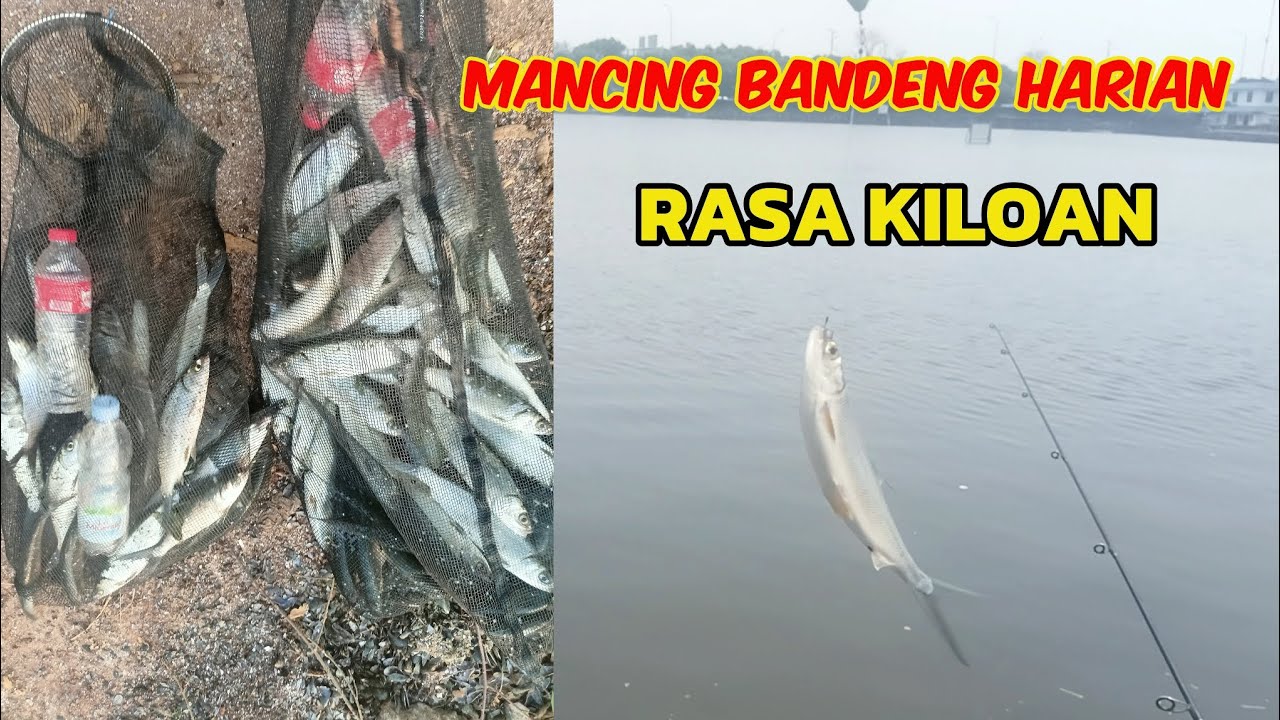 MANCING BANDENG HARIAN RASA KILOAN..!! Di jakarta Utara 
