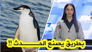 بطريق يصنع الحدث على مواقع التواصل ويكتسح الترند بعد ظهوره وهو يسير عكس الاتجاه تابعوا القصة