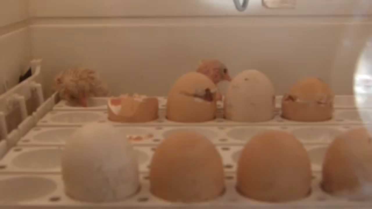 Dans Quel Sens Mettre Les Oeufs Dans Une Couveuse