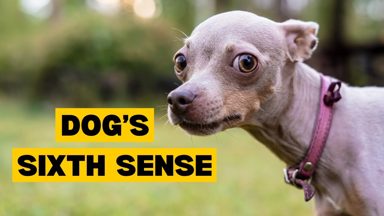 Do Dogs Sense Bad People?