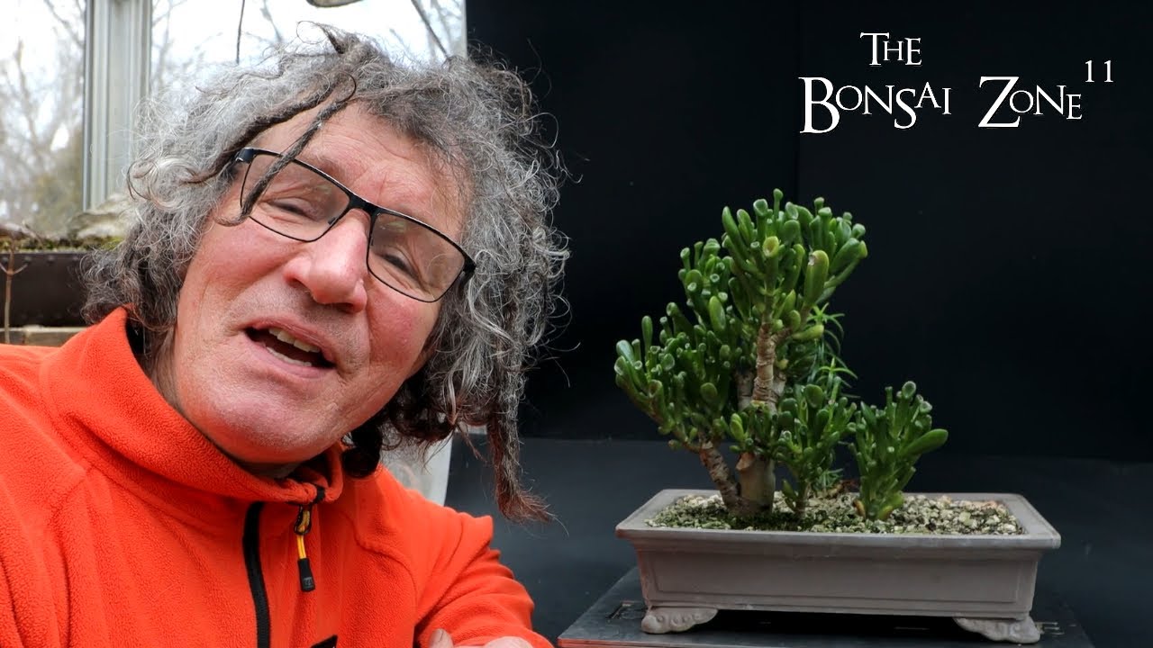 Rebuilding My Jade Forest, The Bonsai Zone, Feb 2024