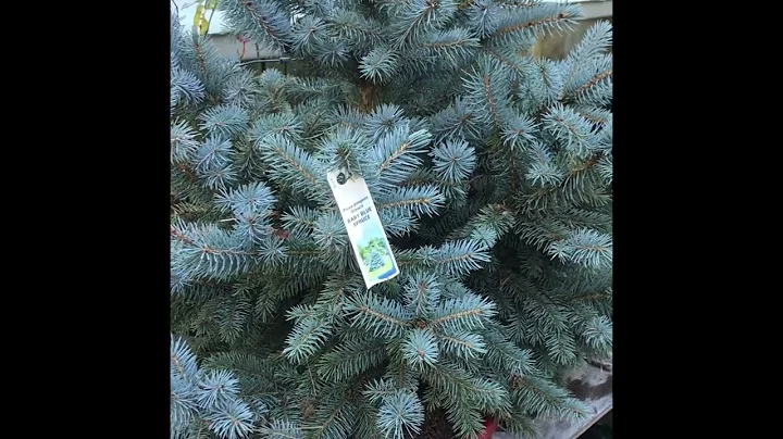 Update On baby blue spruce Christmas trees From cuttings￼.￼