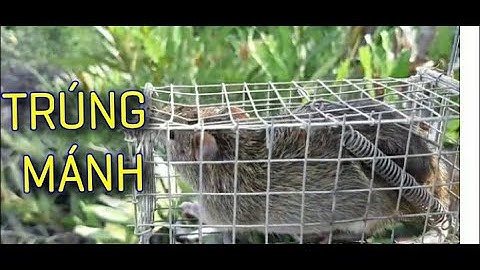 Tập 10: Bẫy chuột đồng trúng lớn. Bán bẫy chuột 0936059090