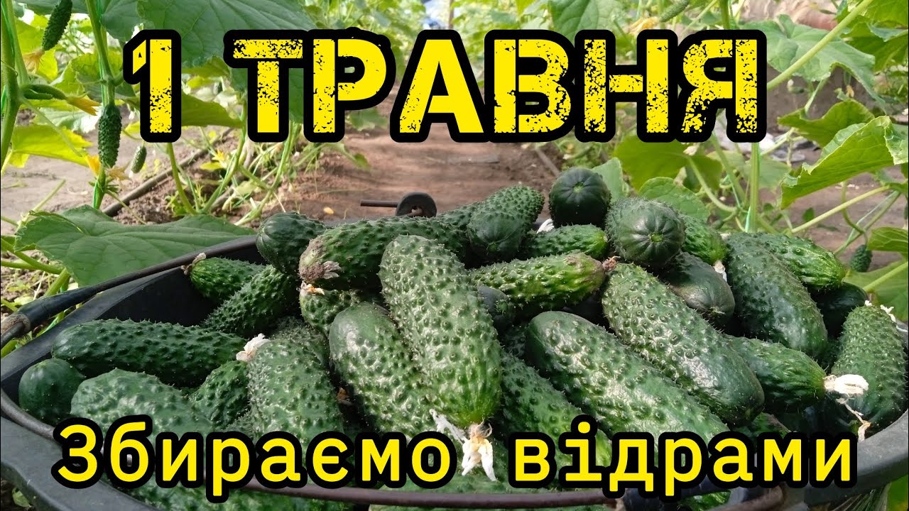 Врожайний огірок ІЛОНАРА f1.