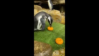 Magellanic Penguin Pumpkin Enrichment