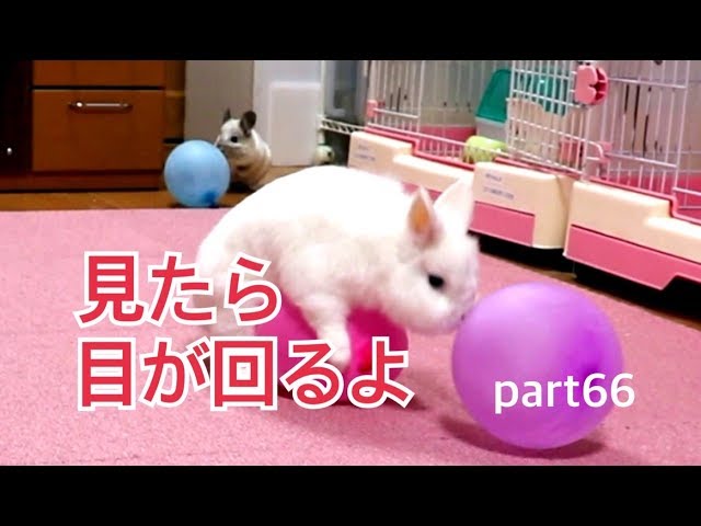 頻繁に動くペット Frequently moving pets part66