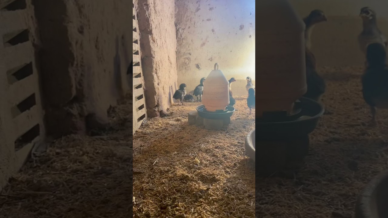 Quality Imported Aseel Chicks: OShamo, JapShamo, Thai Game (NL) and Vietnam Ganoi. Age 10-12 days