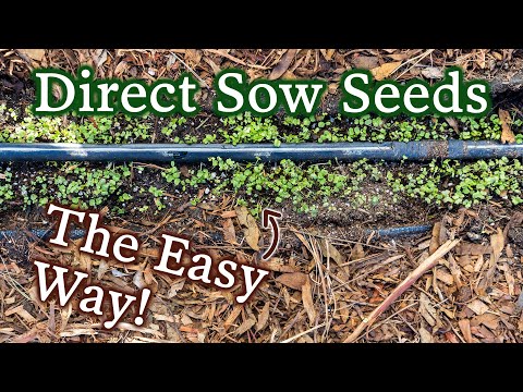Video: Ce este însămânțarea directă: aflați cum și când să semănați semințele în aer liber