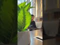 قل للمليحة رووووقان هشام تركي