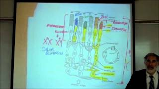 EYES; the Anatomy & Physiology of VISION by Professor fink