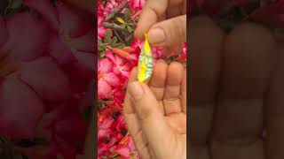 Cô Giang Văn Hải