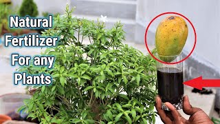 Easy And free fertilizer for Any Plants || Best use to Mango peels fertilizer for plants