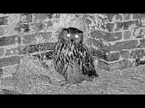 Eifel Eagle Owl Apprentices July 9-11 2026 live cam preview
