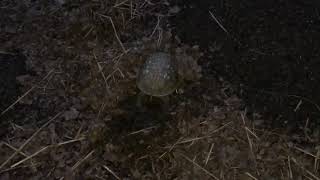 An Eastern Box Turtle Digging A Nest
