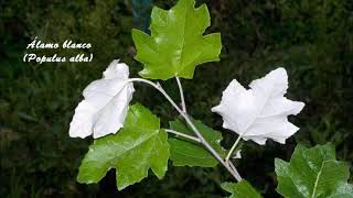 Árboles Ibéricos. Salicáceas
