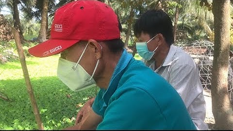 Giao Ốc Bươu Đen Giống Tiếp Tục Lần 2 Cho Khách Hàng Ở Tiểu Cần-Trà Vinh | Liệt Vlog