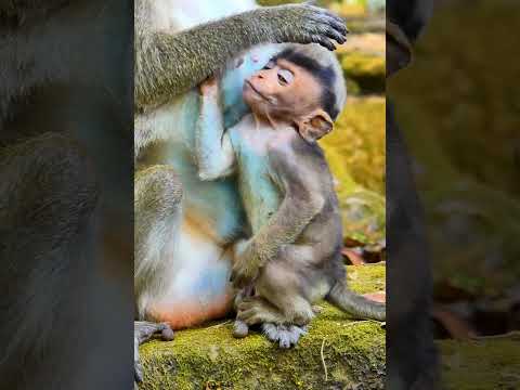 Top Wild Monkey