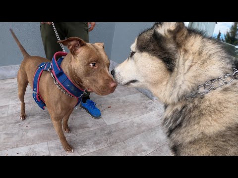 Не для Слабонервных! ПИТБУЛЬ ЗНАКОМИТСЯ С ХАСКИ и МАЛАМУТАМИ