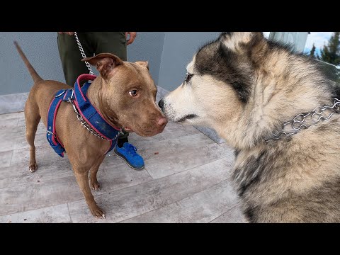 Не для Слабонервных!
