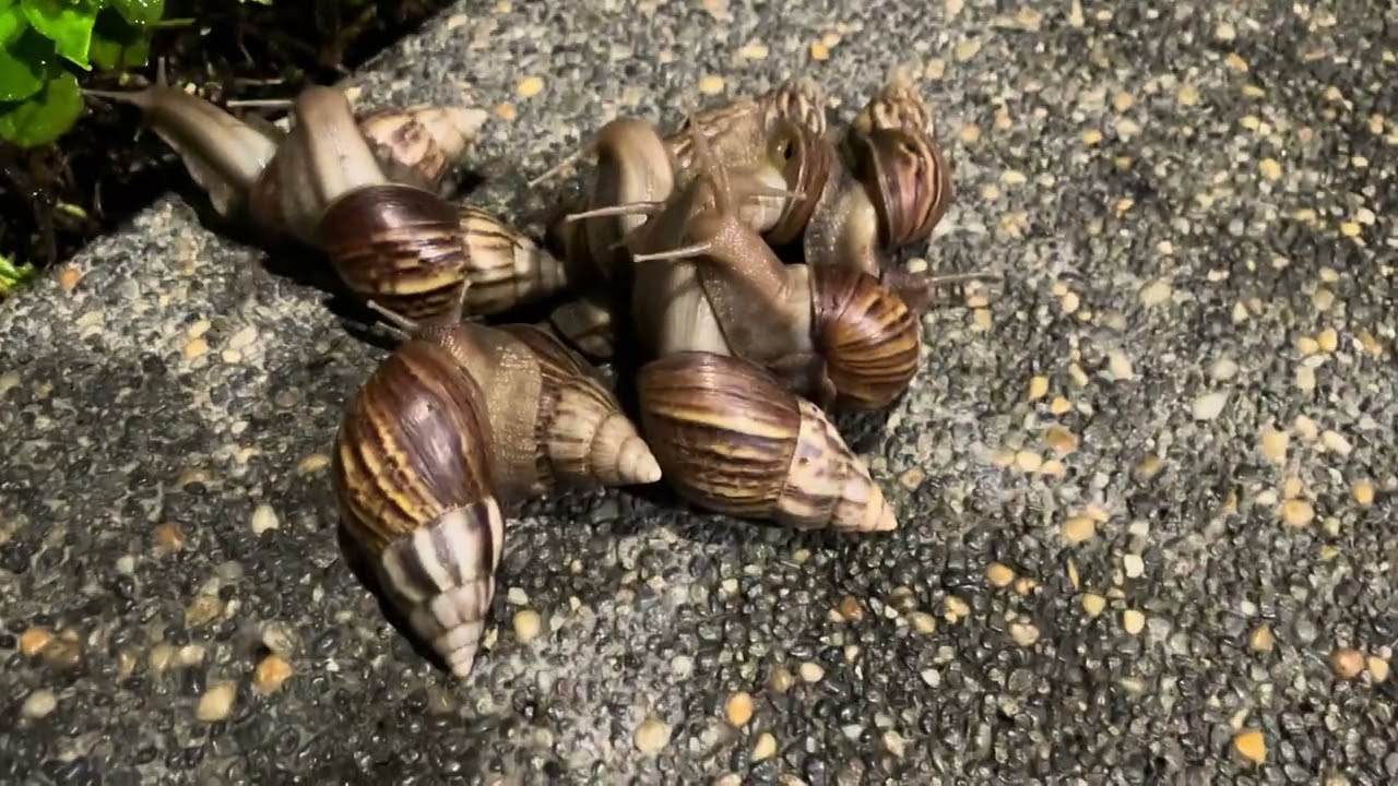 #24 Group of snails