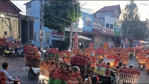 chợ vải thiều Lục Ngạn Bắc Giang tấp nập nhộn nhịp từ rạng sáng tinh mơ : Lanh Lục Ngạn