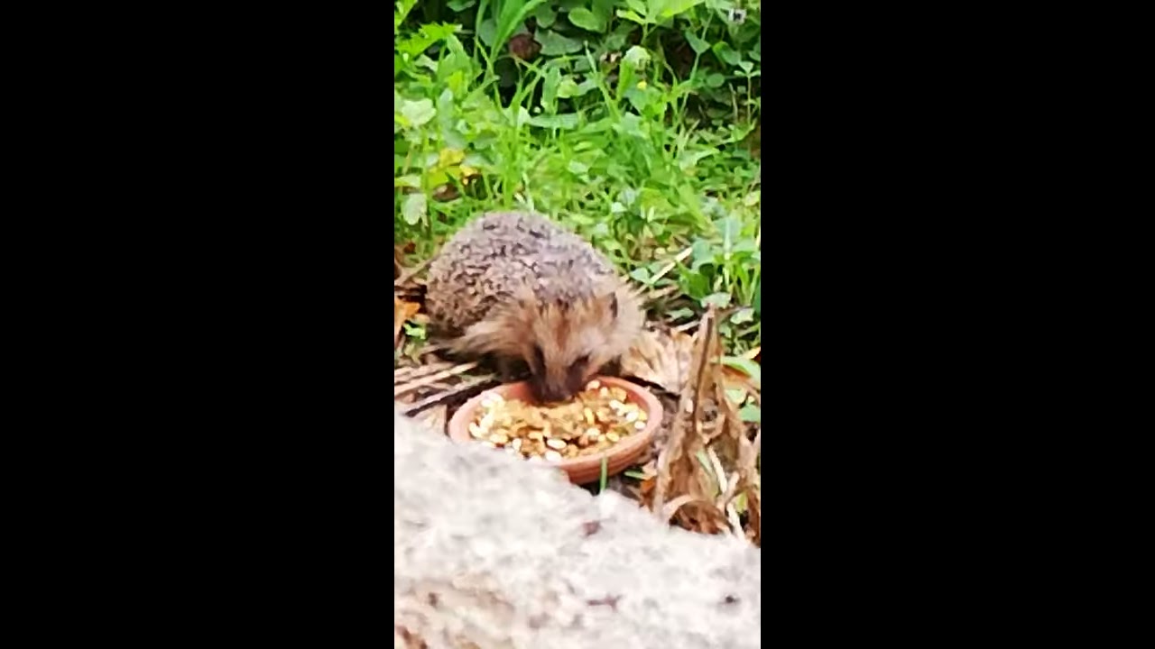 Igel - YouTube