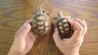 Kenali Bermacam Bentuk Sulcata Tortoise