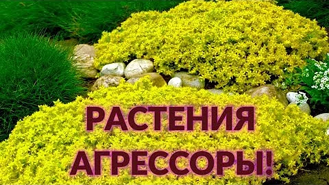ЦВЕТЫ-АГРЕССОРЫ В САДУ, которые не стоит сажать в цветниках и на клумбах!
