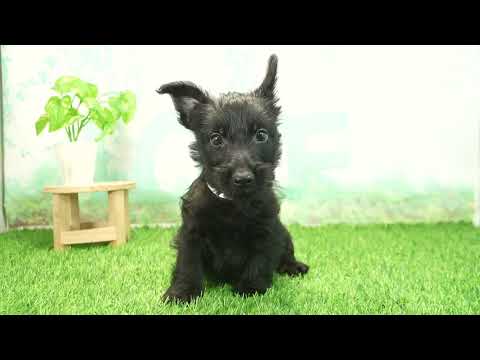 ペットショップcoo&riku No.00730367 スコティッシュテリア