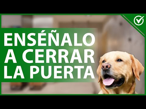 Video: Cómo entrenar a tu perro para cerrar las puertas y apagar las luces