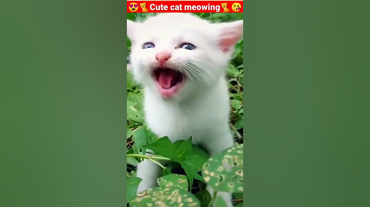 Cat Meowing🌹🐈🐈🌹|Cat Sound| Cute Cat Videos #shorts #cat #cats #dog #puppy #catlover #catfunnyshorts