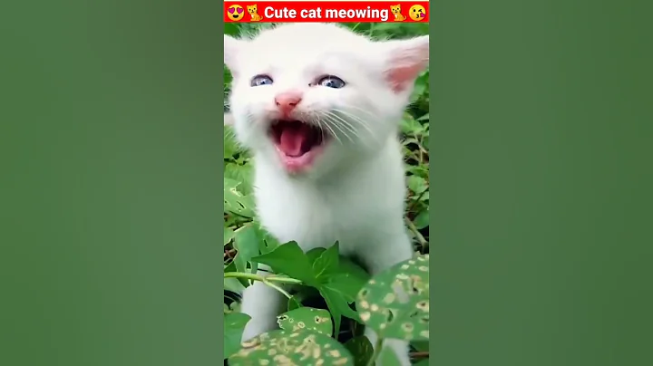 Cat Meowing🌹🐈🐈🌹|Cat Sound| Cute Cat Videos #shorts #cat #cats #dog #puppy #catlover #catfunnyshorts - DayDayNews