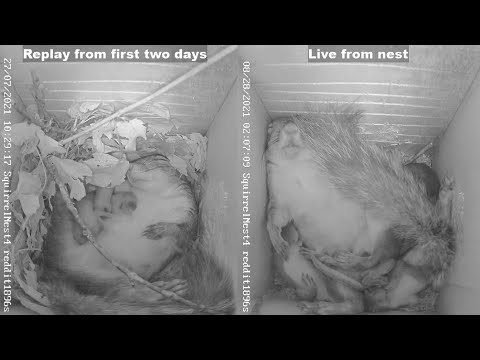 Baby squirrels side-by-side July 26 vs. August 28, 2021 (day of birth vs. 4 wks) #SquirrelNest