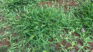 Lawn Renovation - St Augustine Plug Project Progress ++ Week 2 Celsius update